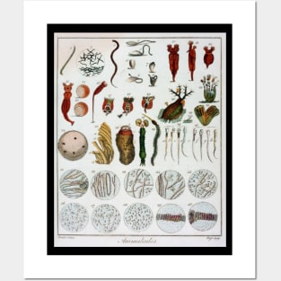 Micro Biology Life Vintage Poster Posters and Art